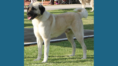 Anatolian Shepherd Dog 10