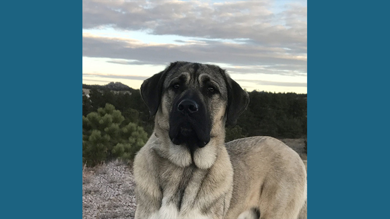 Anatolian Shepherd Dog 11