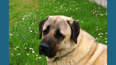 Anatolian Shepherd Dog 12