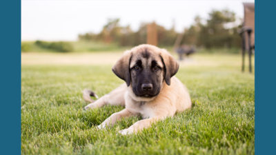 Anatolian Shepherd Dog 13