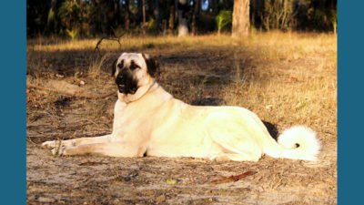 Anatolian Shepherd Dog 14