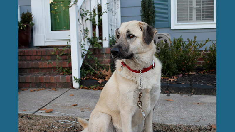 Anatolian Shepherd Dog 2