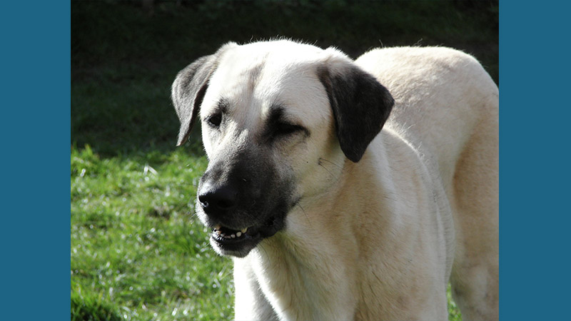 Anatolian Shepherd Dog 3