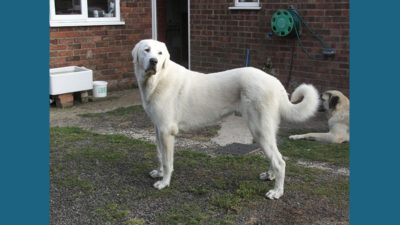 Anatolian Shepherd Dog 4