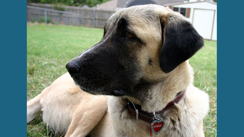 Anatolian Shepherd Dog 5