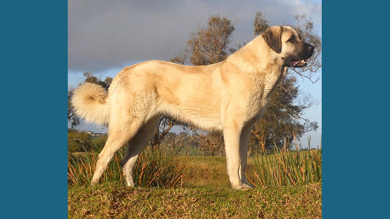 Anatolian Shepherd Dog 6