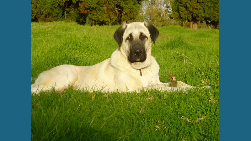 Anatolian Shepherd Dog 7