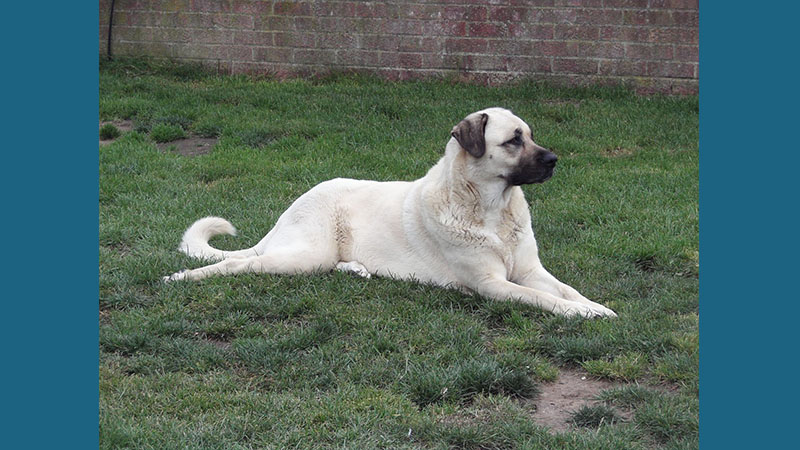 Anatolian Shepherd Dog 8