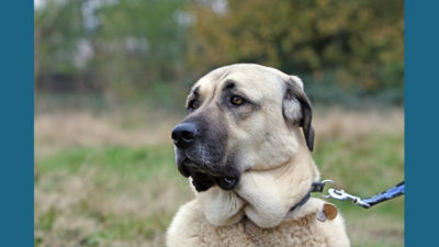Anatolian Shepherd Dog 9