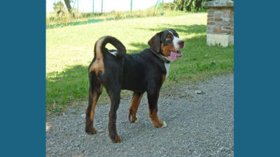 Appenzeller Sennenhunde 1