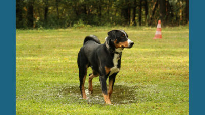 Appenzeller Sennenhunde 13