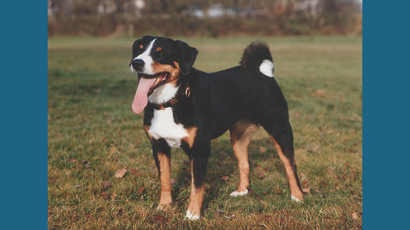 Appenzeller Sennenhunde 4