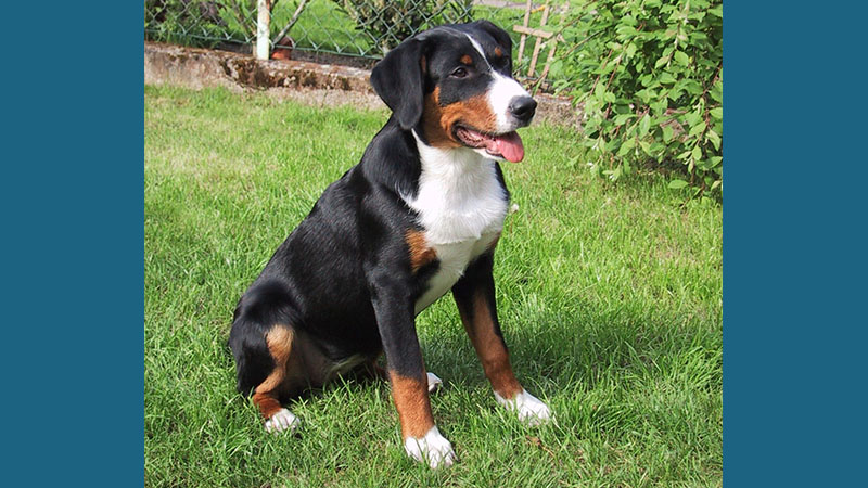 Appenzeller Sennenhunde 9