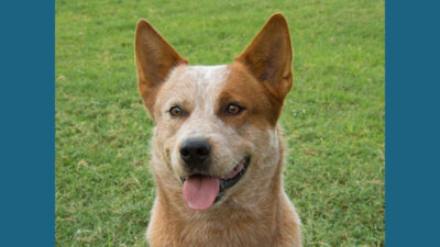 Australian Cattle Dog 1