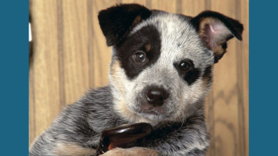 Australian Cattle Dog 10