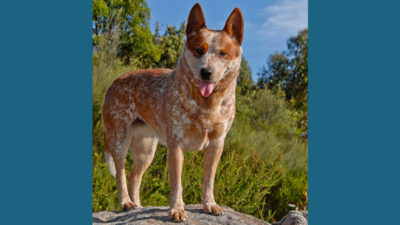 Australian Cattle Dog 11