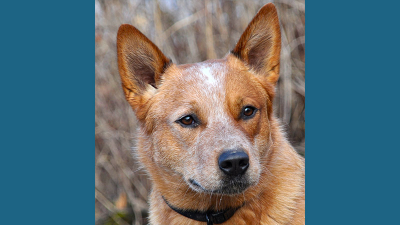 Australian Cattle Dog 12