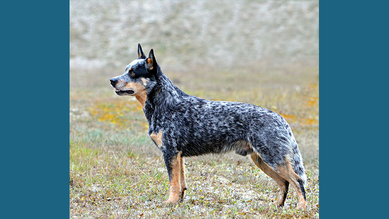 Australian Cattle Dog 13