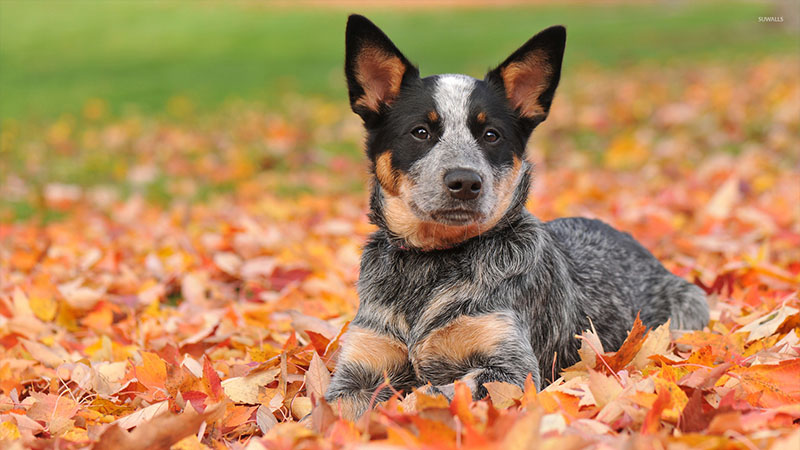 Australian Cattle Dog 14