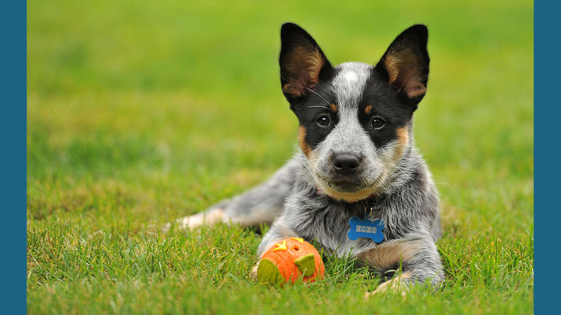 Australian Cattle Dog 15