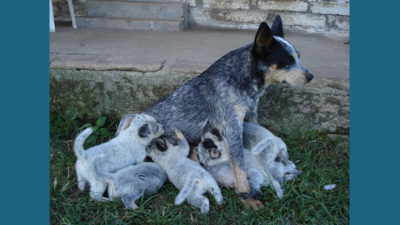 Australian Cattle Dog 17