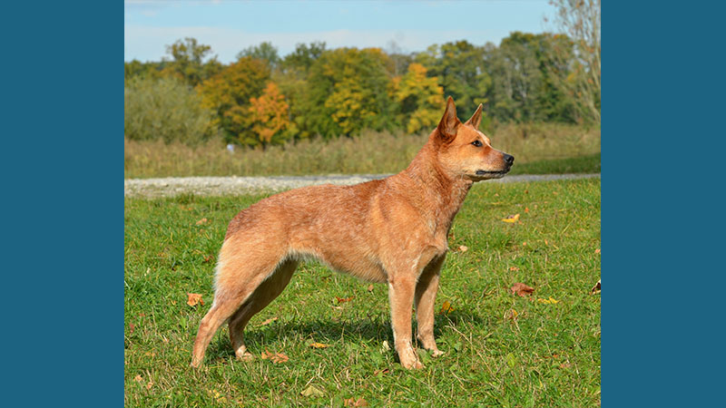 Australian Cattle Dog 18