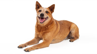 Australian Cattle Dog 19