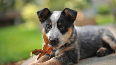 Australian Cattle Dog 2