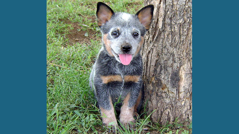 Australian Cattle Dog 3