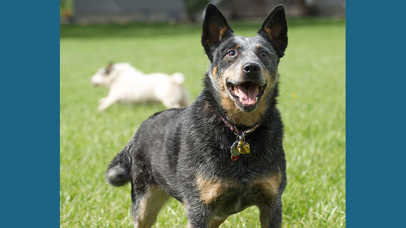 Australian Cattle Dog 4