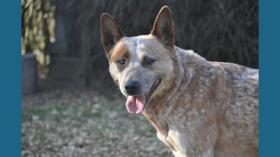 Australian Cattle Dog 5