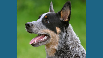 Australian Cattle Dog 6