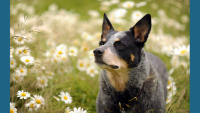 Australian Cattle Dog 7