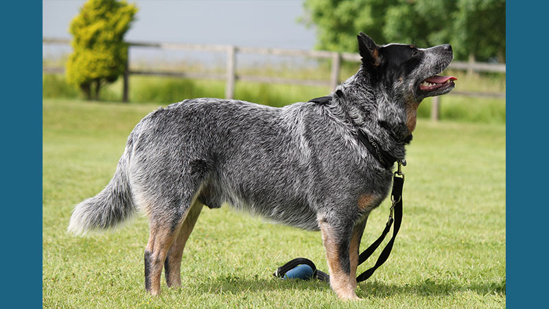 Australian Cattle Dog 8