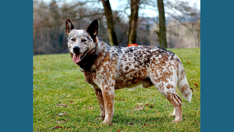 Australian Cattle Dog 9