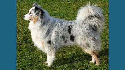 Australian Shepherd 1