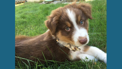 Australian Shepherd 10