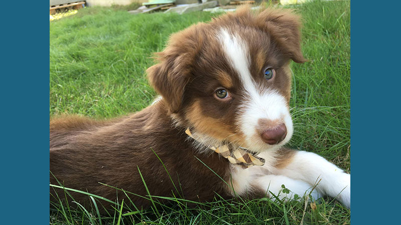 Australian Shepherd 10