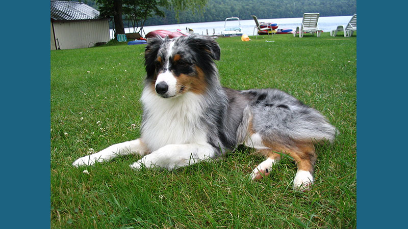 Australian Shepherd 11