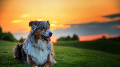 Australian Shepherd 12