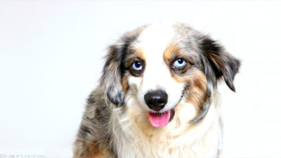 Australian Shepherd 13