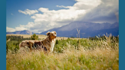 Australian Shepherd 14