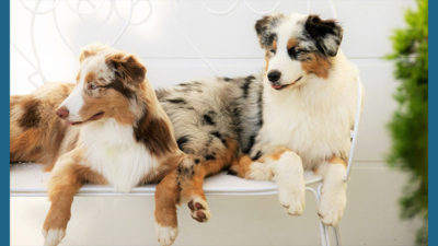 Australian Shepherd 16