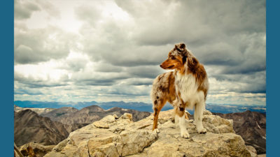 Australian Shepherd 17