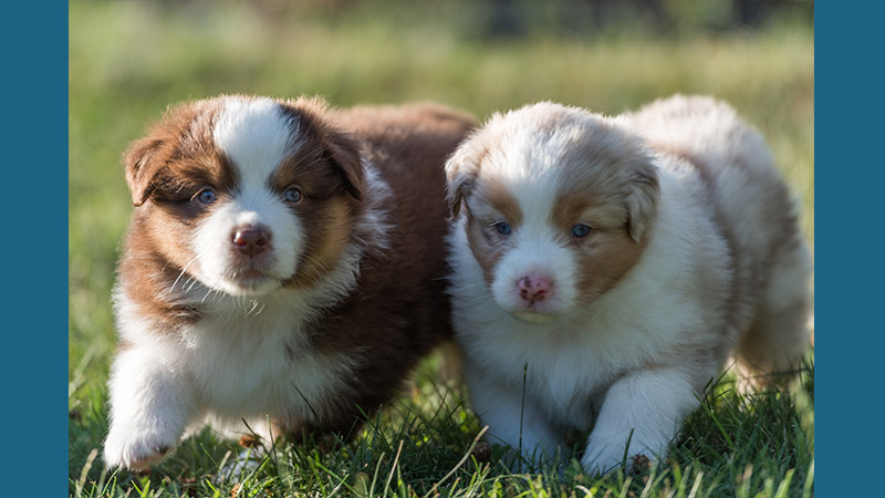 Australian Shepherd 2