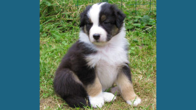 Australian Shepherd 3