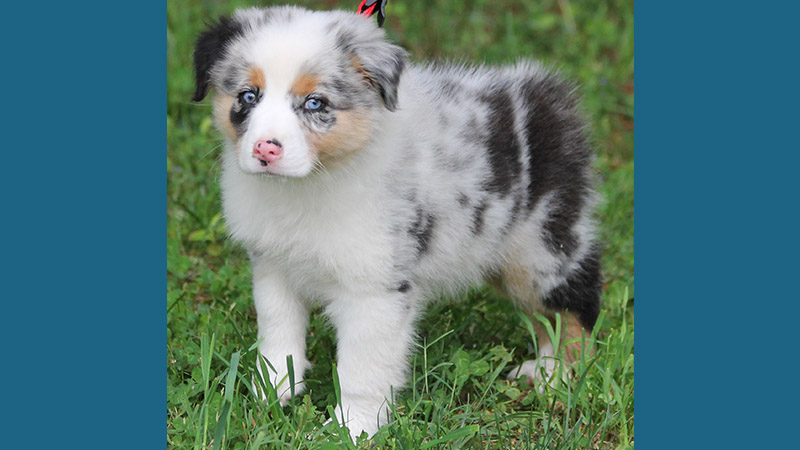 Australian Shepherd 4