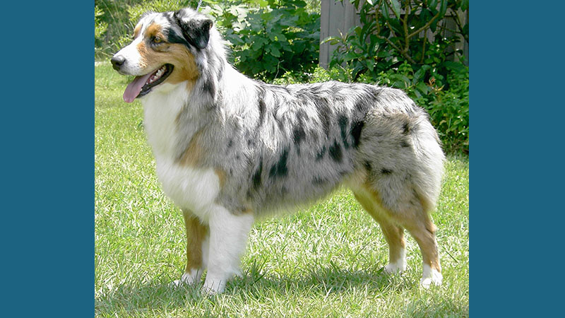 Australian Shepherd 5