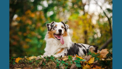 Australian Shepherd 6