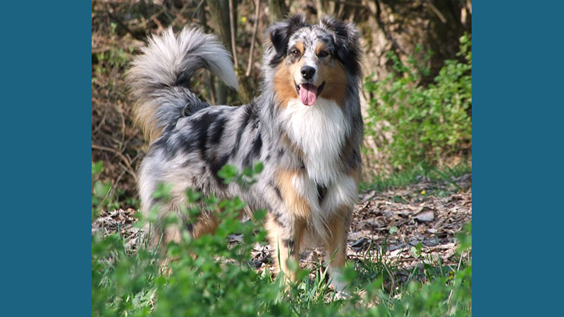 Australian Shepherd 7